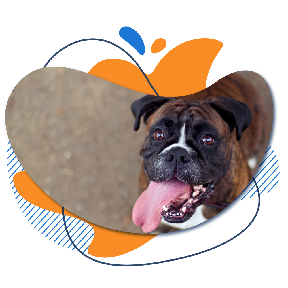 image of boxer